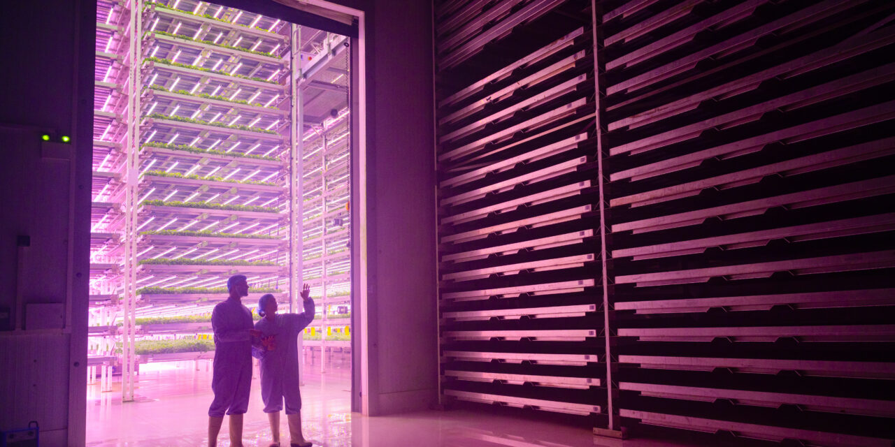 Two people in protective clothing observing an indoor vertical farm with bright purple grow lights